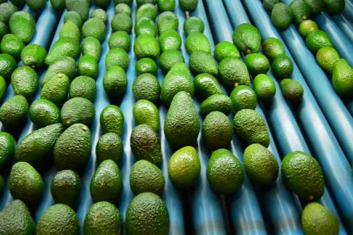 INIA La Platina contribuye a importante publicación internacional sobre palta: “The Avocado Botany, Production and Uses”