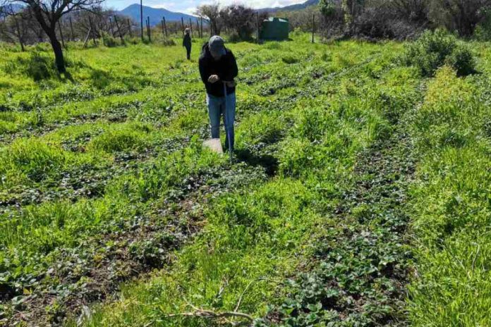 INIA La Platina y Municipalidad de María Pinto celebran exitoso año de colaboración en agricultura sustentable