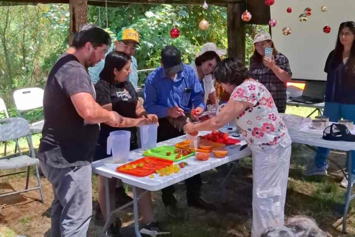 INIA dicta talleres de selección, procesamiento y conservación de semillas de maíz y tomate en la Región de Los Ríos