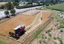 Kauke: la primera trilla de alfalfa chilena marca un hito en la producción forrajera