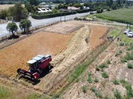 Kauke: la primera trilla de alfalfa chilena marca un hito en la producción forrajera