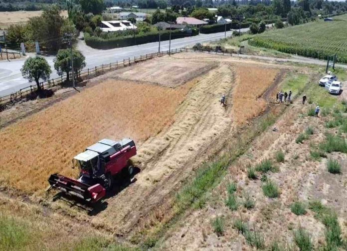 Kauke: la primera trilla de alfalfa chilena marca un hito en la producción forrajera