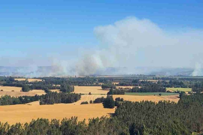 Ministerio de Agricultura declara emergencia agrícola en la región de la Araucanía por los incendios forestales