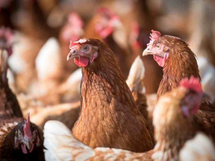 Ministerio de Agricultura recuerda vigencia del seguro de enfermedades exóticas en aves  