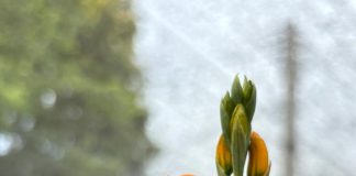 INIA apuesta por la biotecnología para conservar orquídeas nativas chilenas