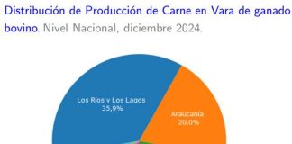 Producción de carne en vara de ganado bovino de la Región del Biobío presentó un incremento interanual de 3,9% en diciembre de 2024