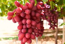 Productores enfrentan una temporada desafiante pero esperanzadora en la exportación de uva de mesa