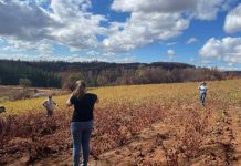 Repercusiones del humo de incendios forestales en vinos y uvas serán analizadas por expertos nacionales y extranjeros