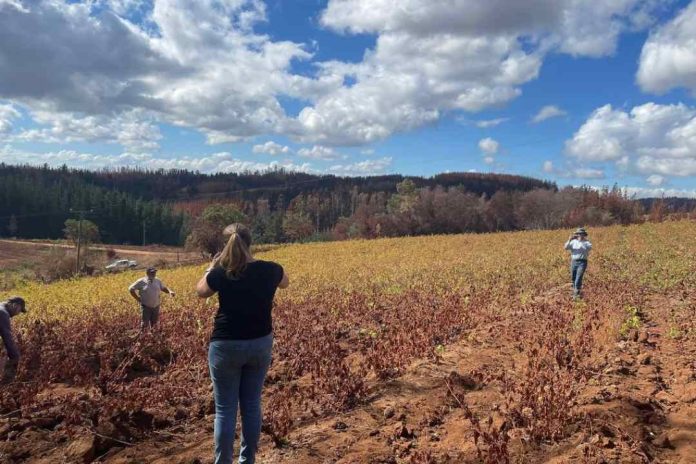 Repercusiones del humo de incendios forestales en vinos y uvas serán analizadas por expertos nacionales y extranjeros