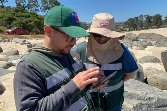 SAG Biobío realiza vigilancia de aves ante riesgo de influenza aviar 