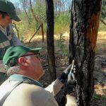 SAG Biobío realiza vigilancia  fitosanitaria forestal para detectar en forma oportuna plaga Pissodes castaneus