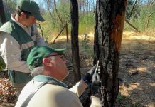 SAG Biobío realiza vigilancia  fitosanitaria forestal para detectar en forma oportuna plaga Pissodes castaneus