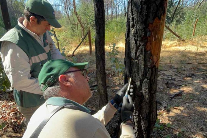 SAG Biobío realiza vigilancia  fitosanitaria forestal para detectar en forma oportuna plaga Pissodes castaneus