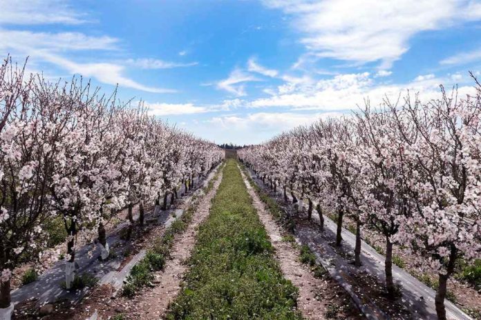 ALMENDROS Y NUECES EN CHILE. AFRUSEC Marzo 2025