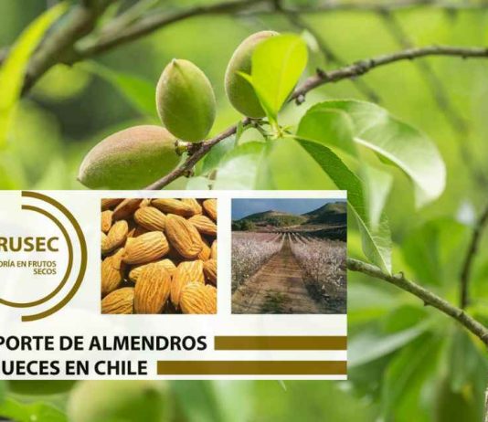 REPORTE 94 DE ALMENDROS Y NUECES EN CHILE. AFRUSEC Abril  2025.
