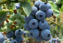 Economista de INIA analiza los escenarios que representan eventuales aranceles de Estados Unidos a la fruticultura chilena