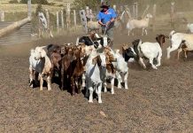 Autoridades supervisan muestreo de animales en campos de pastoreo en Antuco