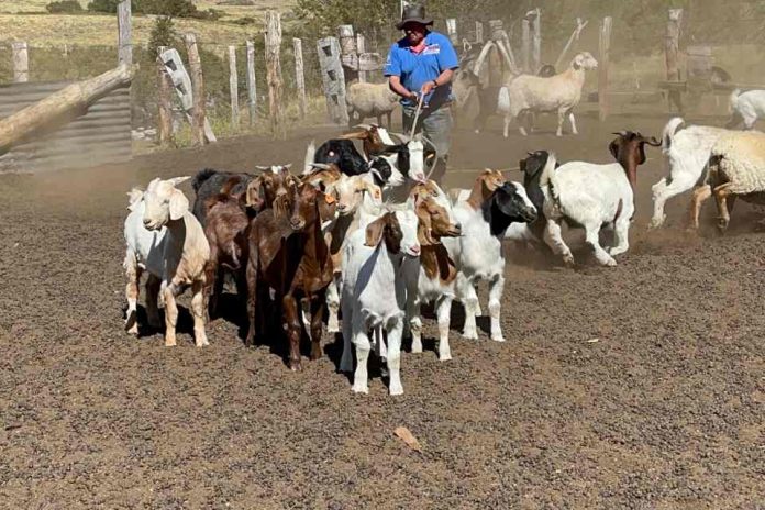 Autoridades supervisan muestreo de animales en campos de pastoreo en Antuco