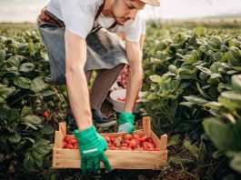 Buscan personal en regiones para labores agrícolas con sueldos hasta $600 mil