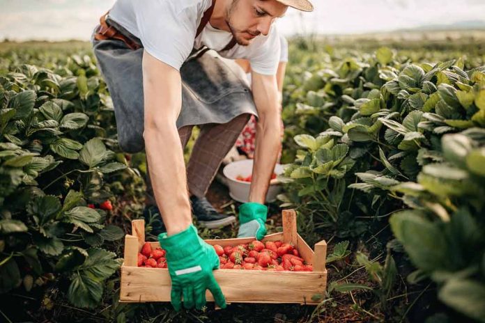 Buscan personal en regiones para labores agrícolas con sueldos hasta $600 mil