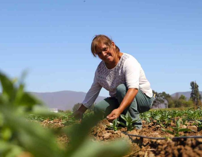 CNR llama a pequeñas agricultoras de Atacama y Coquimbo a presentar sus iniciativas de riego a concurso dirigido a mujeres