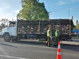 CONAF endurece las fiscalizaciones relativas a la sustracción de madera