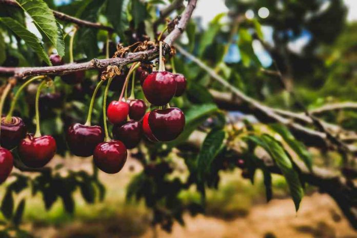 Cerezas 2024 2025: No todos los caminos conducen a China