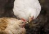 Chicken Track 2024 Lo que la industria avícola chilena necesita saber sobre las normas de bienestar más estrictas de la UE