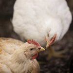 Chicken Track 2024 Lo que la industria avícola chilena necesita saber sobre las normas de bienestar más estrictas de la UE