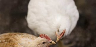 Chicken Track 2024 Lo que la industria avícola chilena necesita saber sobre las normas de bienestar más estrictas de la UE