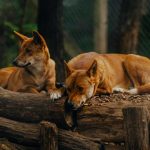 Día de la Vida Silvestre Tenencia responsable es clave para preservarla