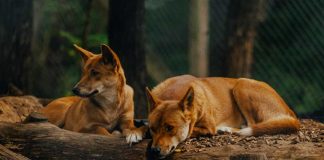 Día de la Vida Silvestre Tenencia responsable es clave para preservarla