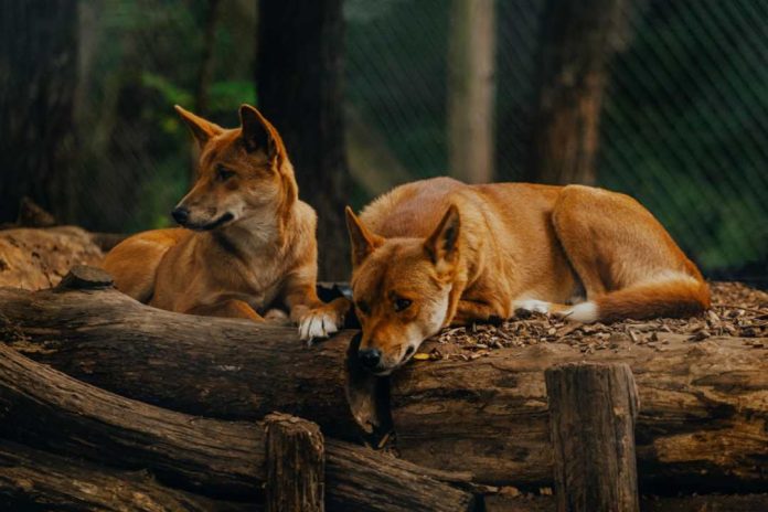 Día de la Vida Silvestre Tenencia responsable es clave para preservarla