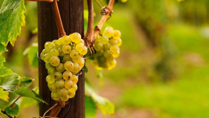 Día del Riesling: 3 razones para disfrutar de esta cepa particular y poco conocida