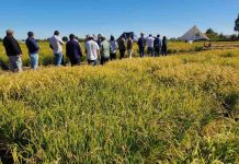 Director nacional de INIA, Carlos Furche, inició en Ñuble gira por regiones con agenda estratégica en agricultura sostenible