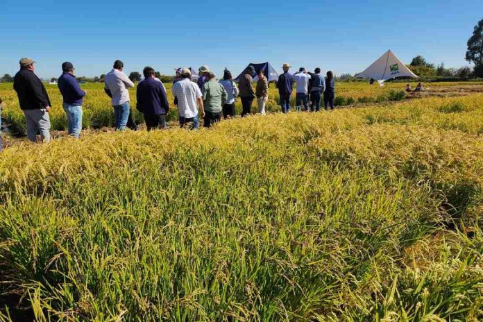 Director nacional de INIA, Carlos Furche, inició en Ñuble gira por regiones con agenda estratégica en agricultura sostenible