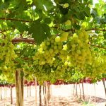 Diversificación de mercados Brasil se perfila como una gran oportunidad para la fruta de la Región de Coquimbo