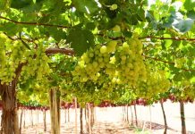 Diversificación de mercados Brasil se perfila como una gran oportunidad para la fruta de la Región de Coquimbo