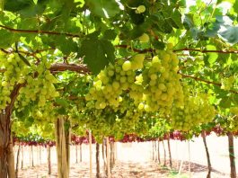 Diversificación de mercados Brasil se perfila como una gran oportunidad para la fruta de la Región de Coquimbo