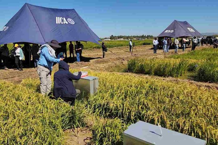 En Chillán investigadores de seis países analizaron innovaciones en producción sostenible de arroz en Latinoamérica