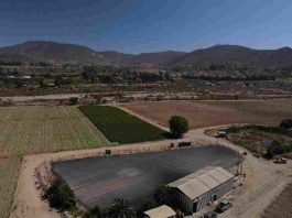 En el mes de la mujer: Productora de La Serena asegura el riego de sus hortalizas mediante proyecto de tecnificación bonificado por la CNR