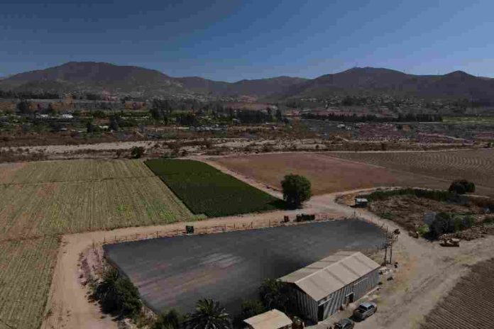 En el mes de la mujer: Productora de La Serena asegura el riego de sus hortalizas mediante proyecto de tecnificación bonificado por la CNR