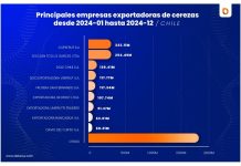 Datasur Informa: Exportadores Chilenos de Cerezas celebran los números de 2024, de la mano de China su principal comprador internacional