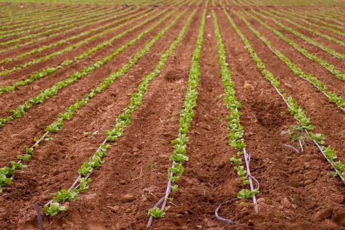 INIA Intihuasi pone énfasis en iniciativas que potencien la eficiencia del agua y la transferencia a una agricultura sustentable