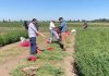 INIA y estudiantes evaluaron 630 ensayos experimentales de alfalfa tolerante a la sequía