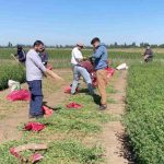 INIA y estudiantes evaluaron 630 ensayos experimentales de alfalfa tolerante a la sequía