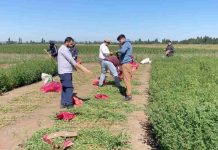 INIA y estudiantes evaluaron 630 ensayos experimentales de alfalfa tolerante a la sequía