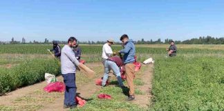 INIA y estudiantes evaluaron 630 ensayos experimentales de alfalfa tolerante a la sequía