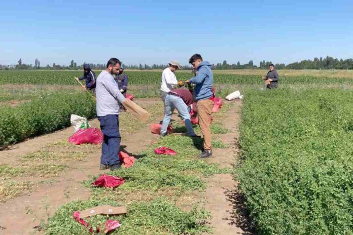 INIA y estudiantes evaluaron 630 ensayos experimentales de alfalfa tolerante a la sequía