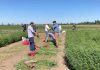 INIA y estudiantes evaluaron 630 parcelas de alfalfa tolerante a la sequía